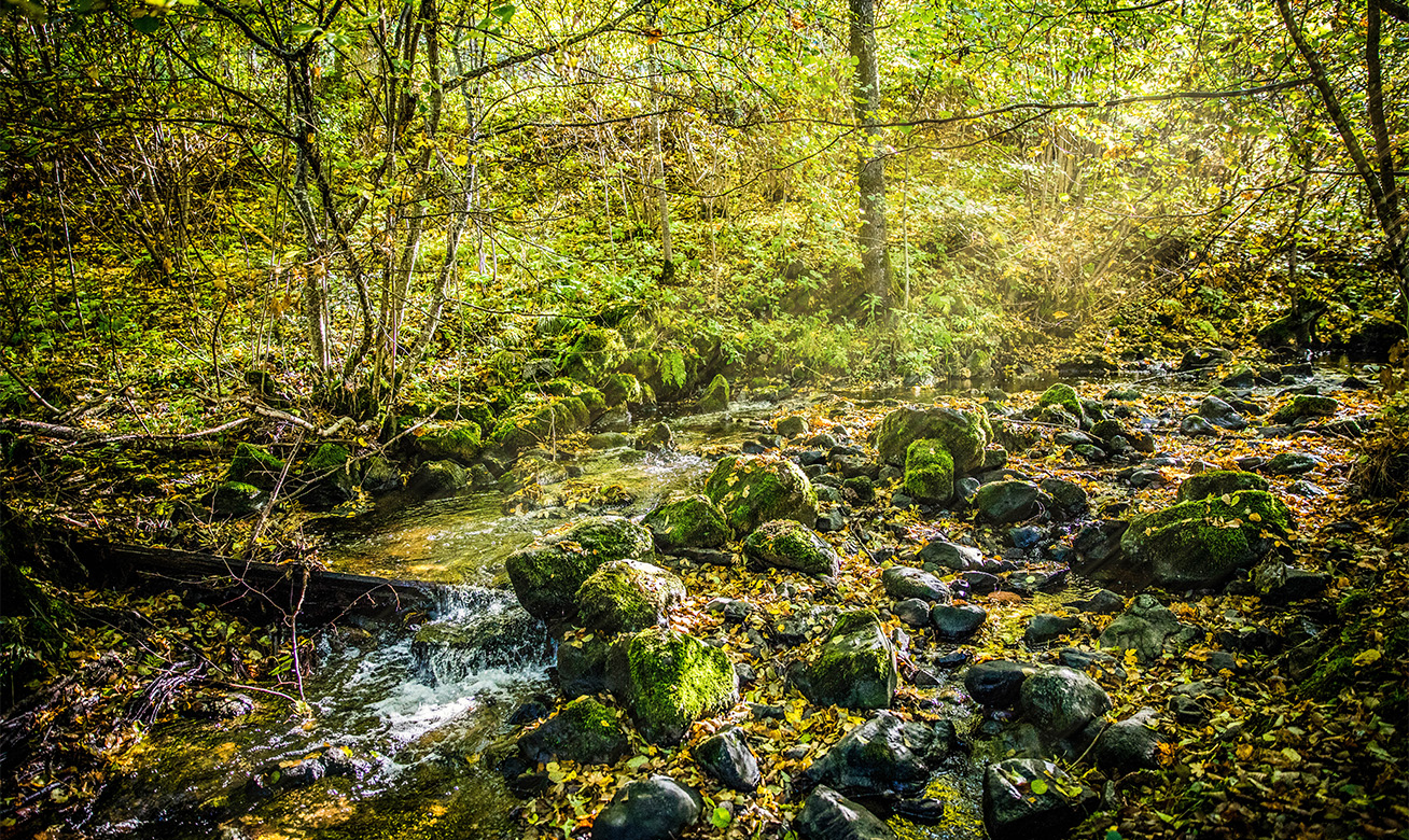 <h2>La responsabilité sociale des entreprises (RSE) chez HERMETIC</h2> Sunlit forest stream flowing over moss-covered rocks, surrounded by lush green trees and fallen autumn leaves.